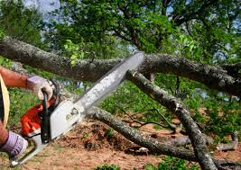 Best Tree Preservation Services  in Lewisburg, WV